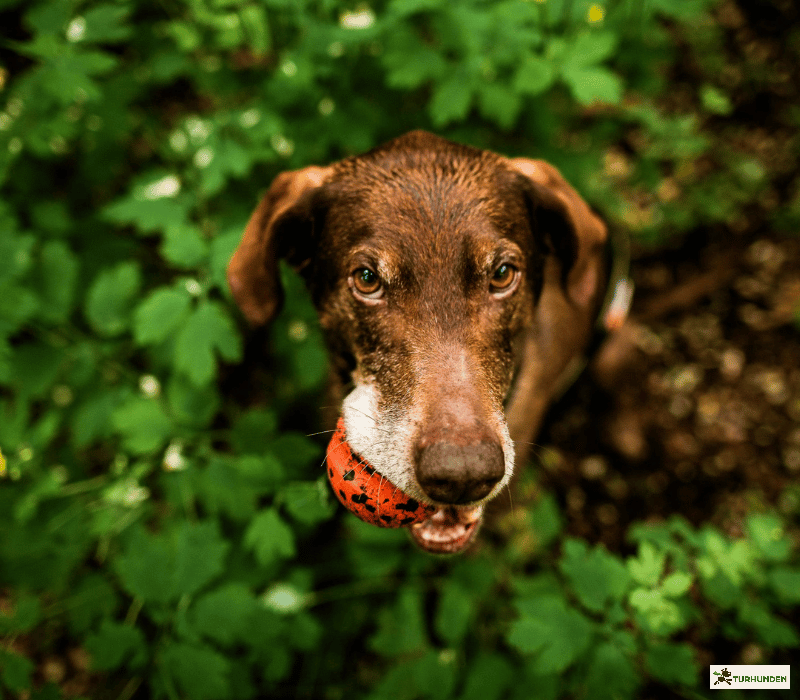 Non-stop Dogwear Dog Ball