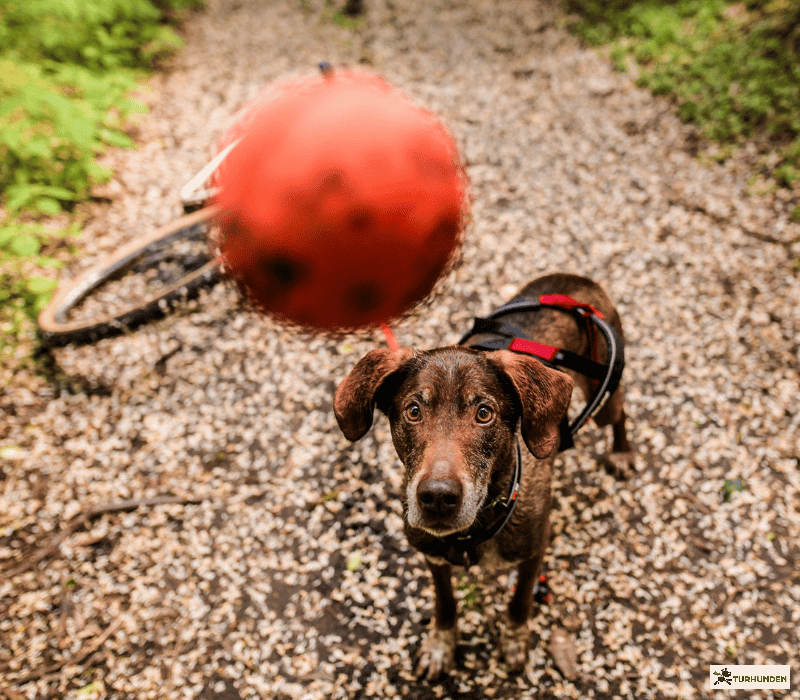Non-stop Dogwear Dog Ball