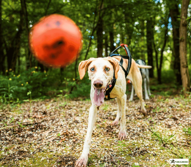 Non-stop Dogwear Dog Ball