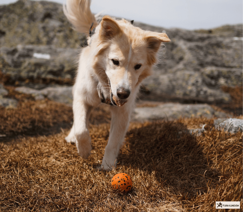Non-stop Dogwear Dog Ball