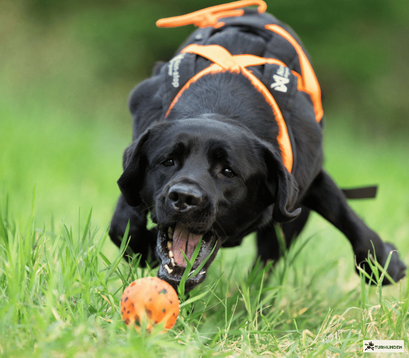 Non-stop Dogwear Dog Ball
