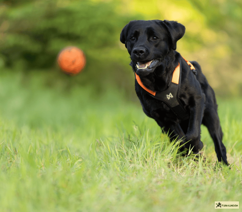 Non-stop Dogwear Dog Ball