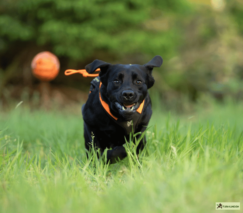 Non-stop Dogwear Dog Ball