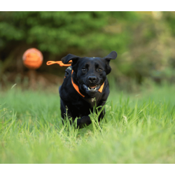 Non-stop Dogwear Dog Ball