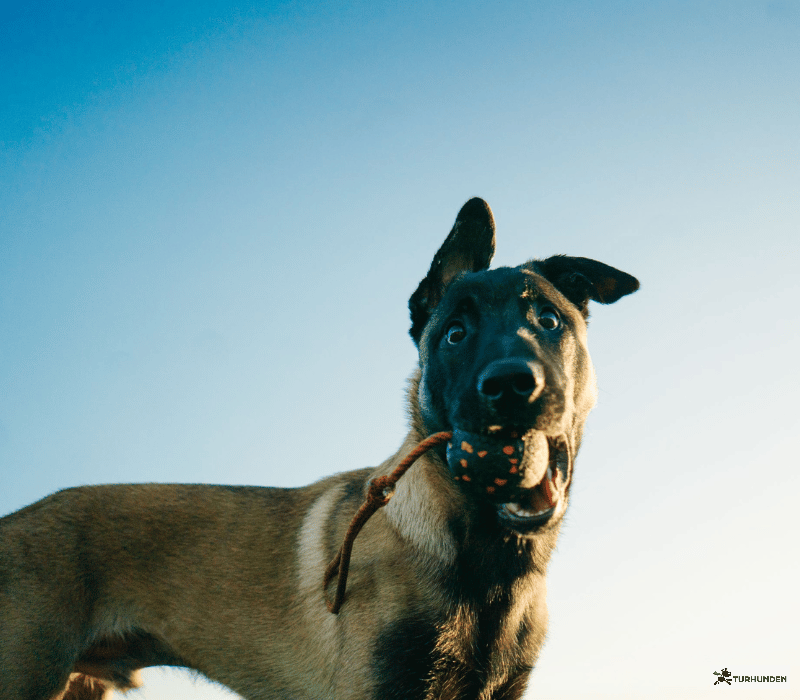 Non-stop dogwear Dog ball on rope