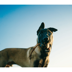 Non-stop dogwear Dog ball on rope