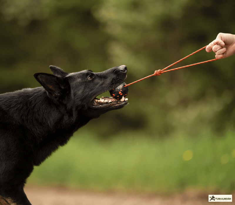 Non-stop dogwear Dog ball on rope