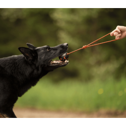 Non-stop dogwear Dog ball on rope