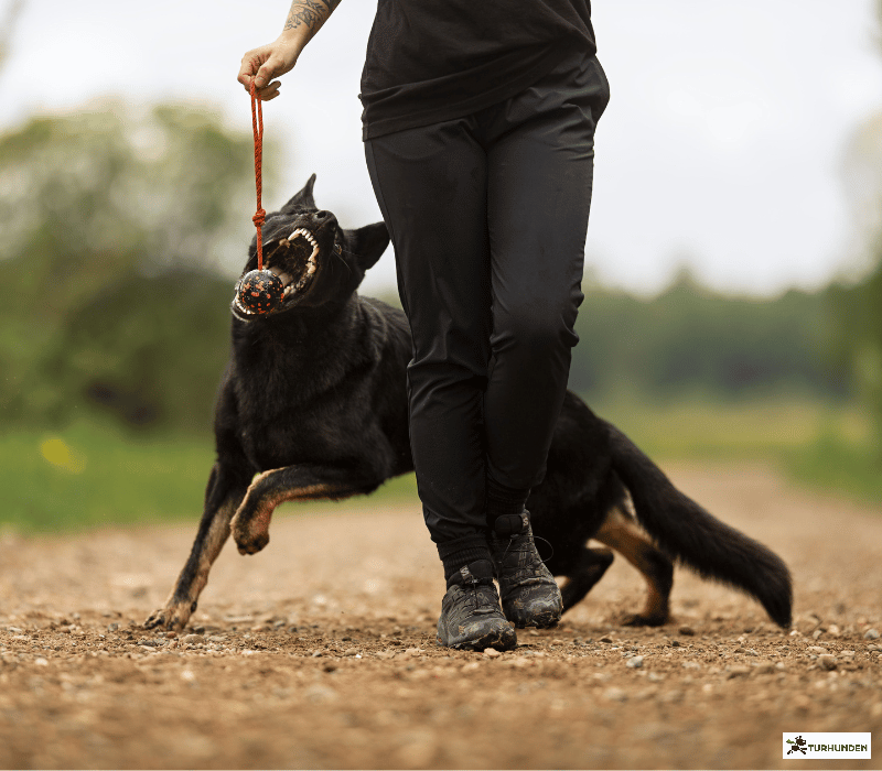 Non-stop dogwear Dog ball on rope