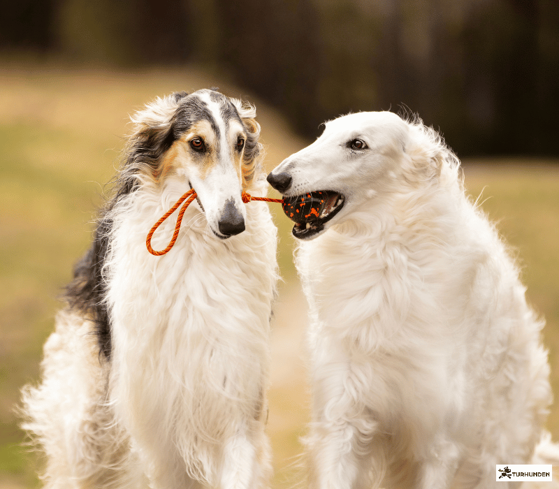 Non-stop dogwear Dog ball on rope