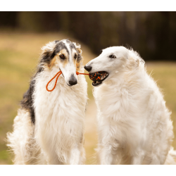 Non-stop dogwear Dog ball on rope