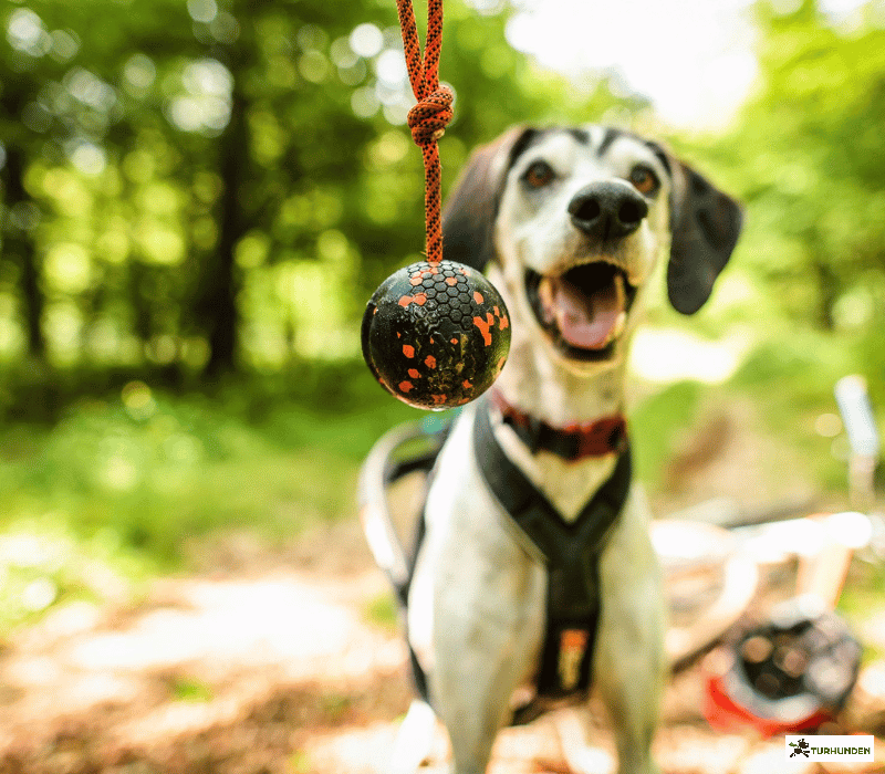 Non-stop dogwear Dog ball on rope