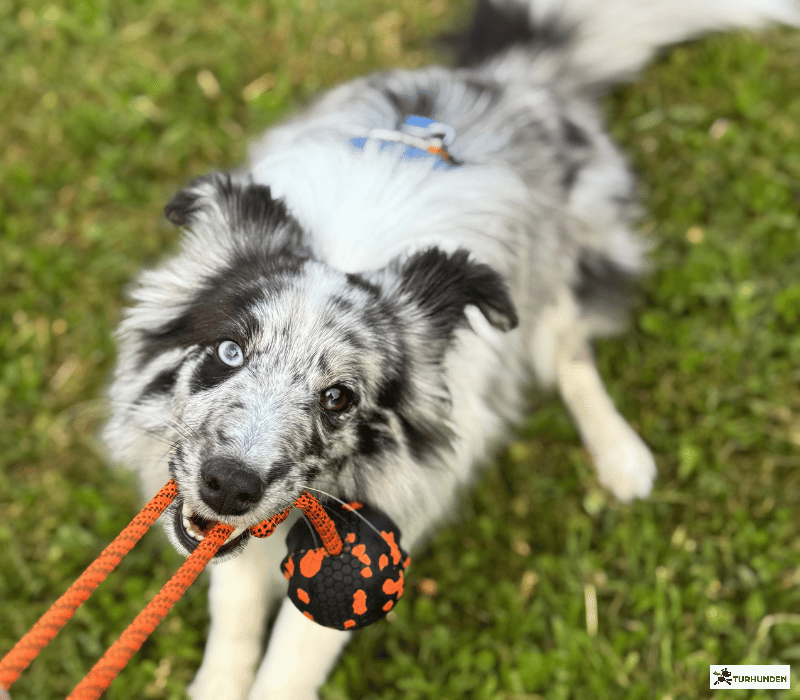 Non-stop dogwear Dog ball on rope