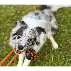 Non-stop dogwear Dog ball on rope