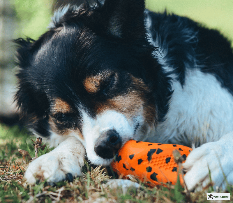 Non-stop dogwear Dog throw toy
