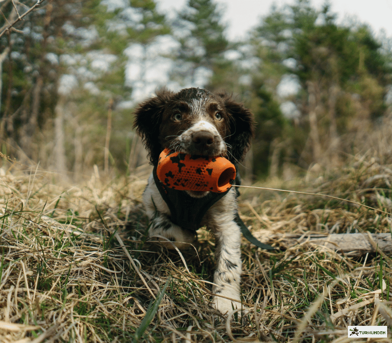 Non-stop dogwear Dog throw toy