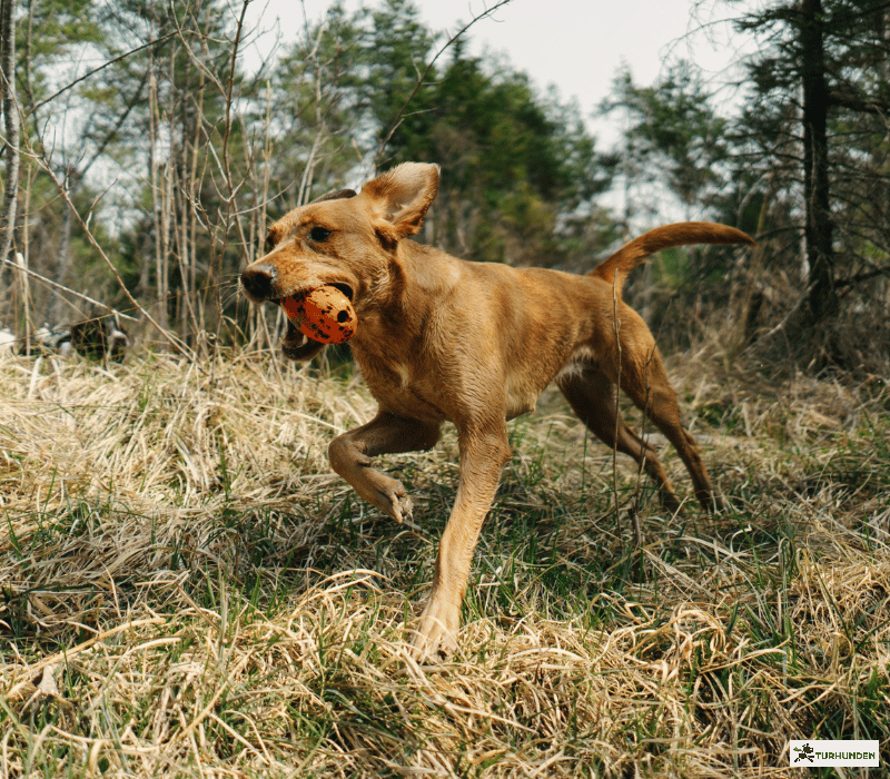 Non-stop dogwear Dog throw toy