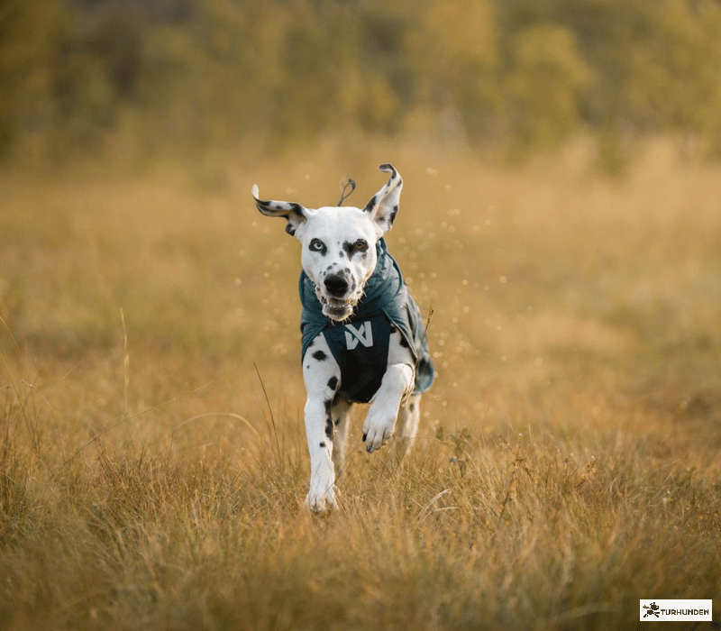 Non-stop dogwear Fjord lined raincoat