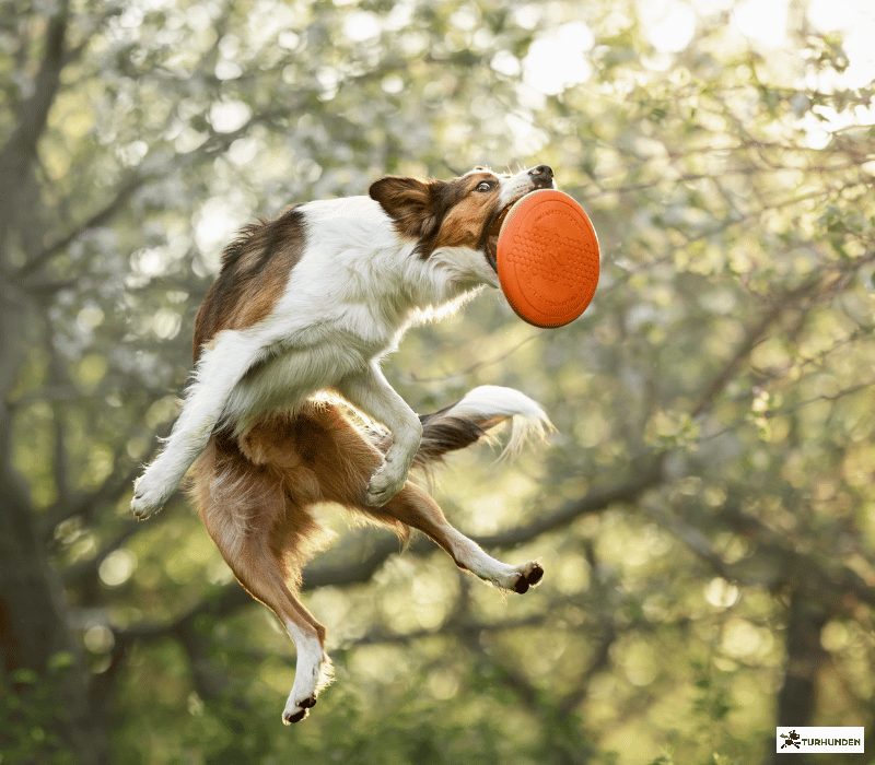 Non-stop dogwear Dog flying disc