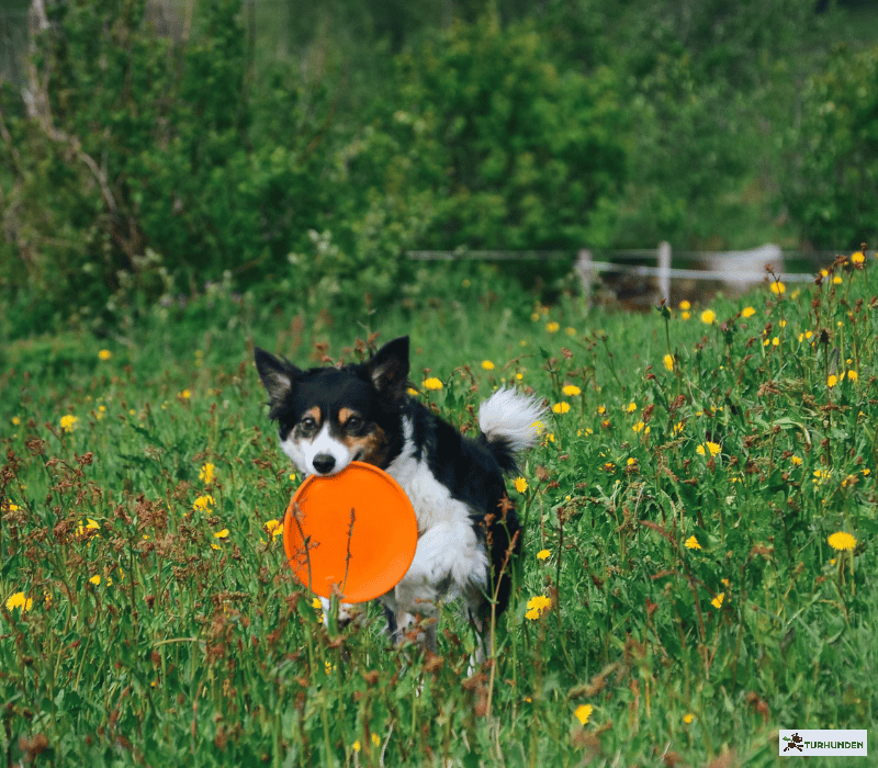 Non-stop dogwear Dog flying disc