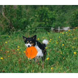 Non-stop dogwear Dog flying disc