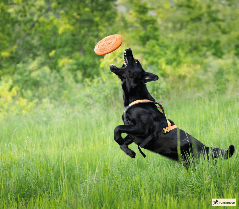 Non-stop dogwear Dog flying disc