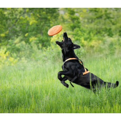 Non-stop dogwear Dog flying disc
