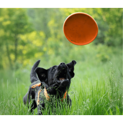Non-stop dogwear Dog flying disc