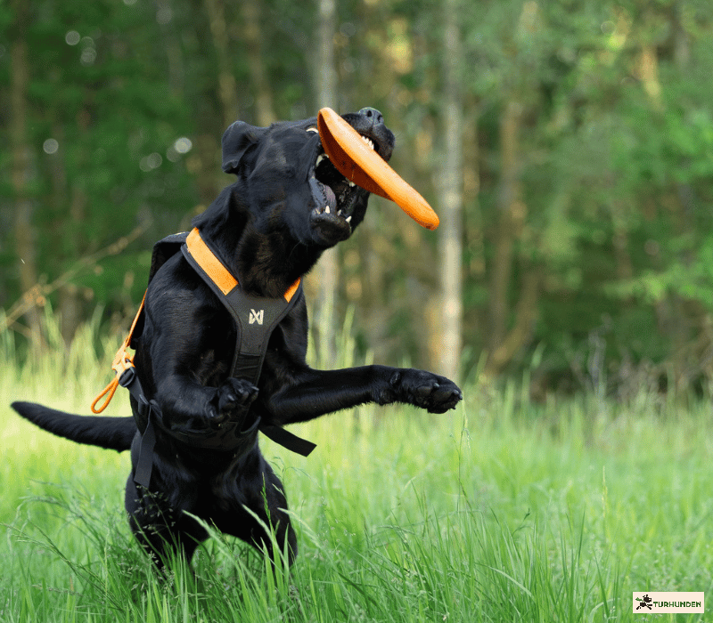 Non-stop dogwear Dog flying disc