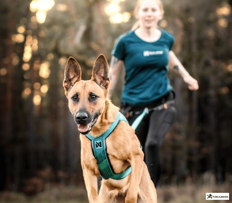 Non-stop Dogwear Freemotion 5.0