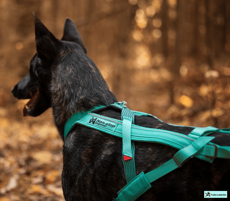 Non-stop Dogwear Freemotion 5.0