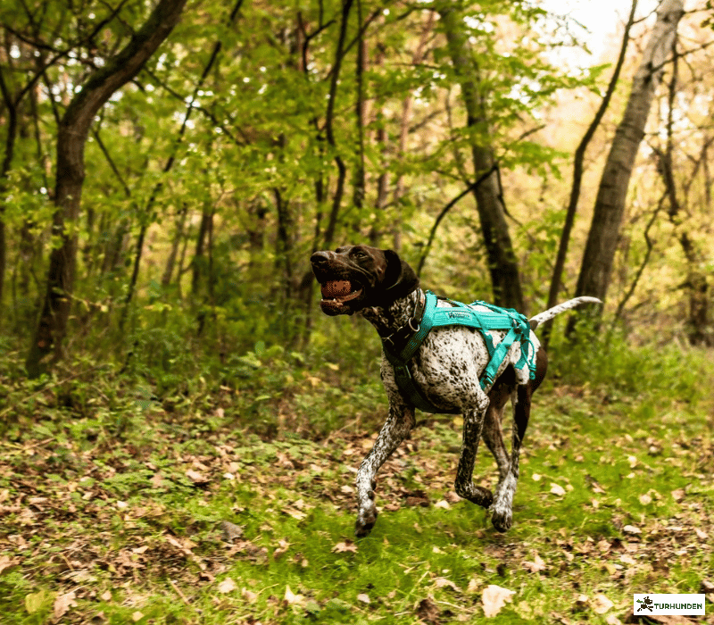 Non-stop Dogwear Freemotion 5.0