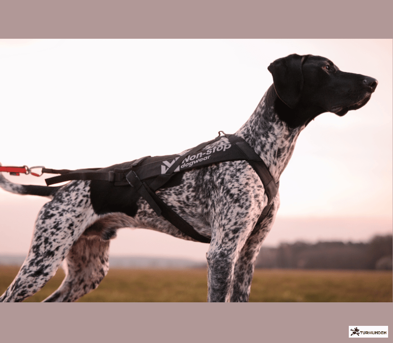Non-stop dogwear Freemotion Pro