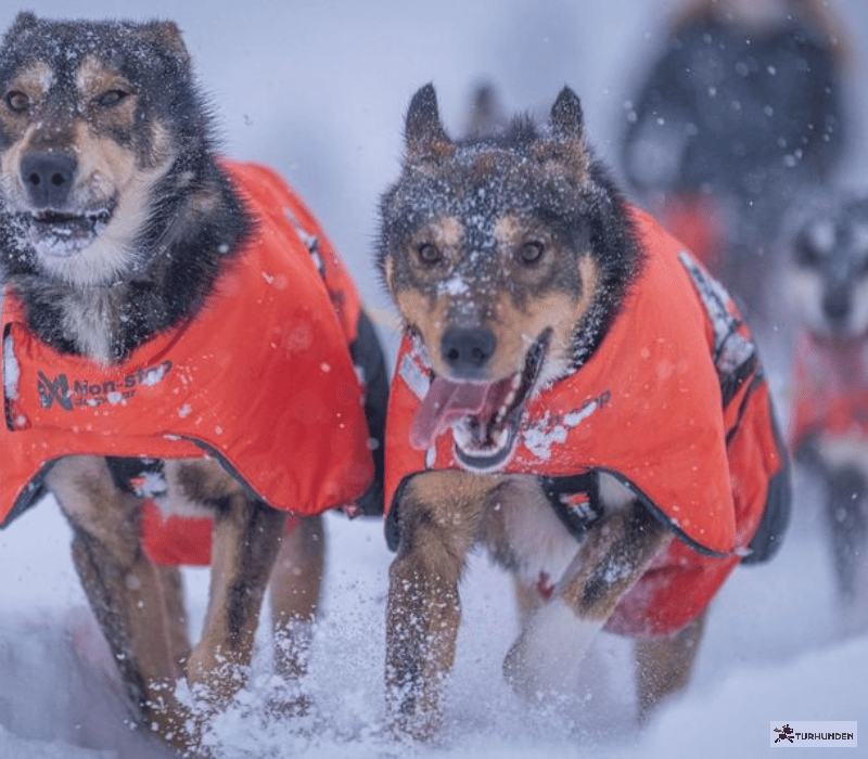 Non-stop dogwear Long distance + Jacket