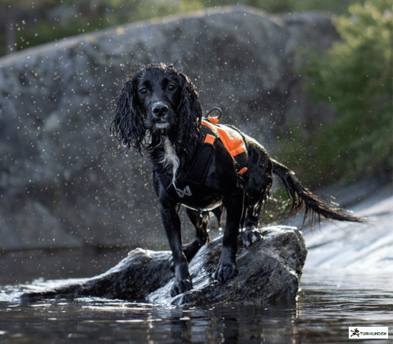 Non-stop dogwear Protector Neoprene Vest