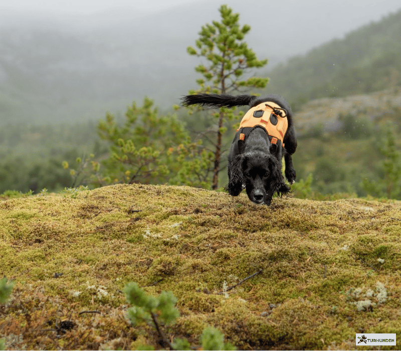 Non-stop dogwear Protector Neoprene Vest
