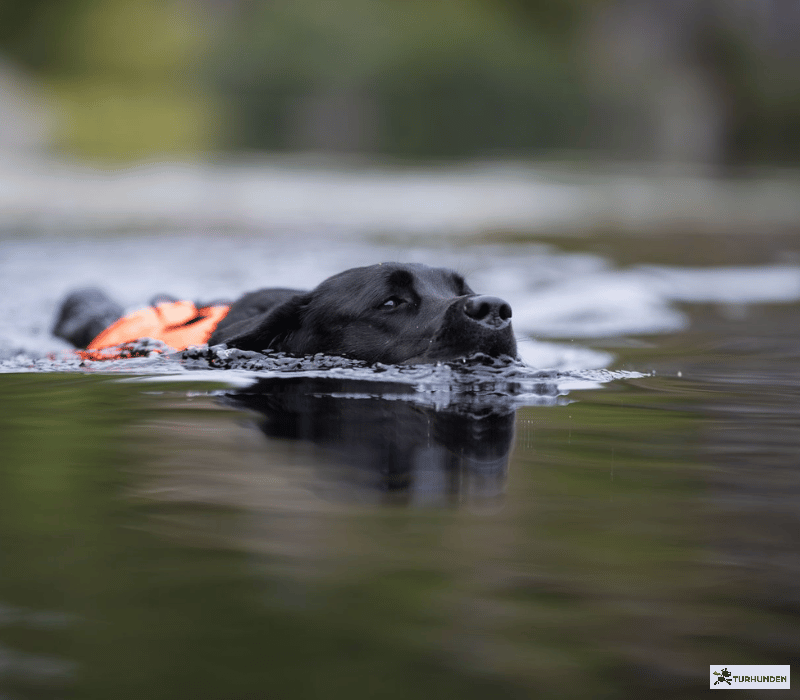 Non-stop dogwear Protector Neoprene Vest