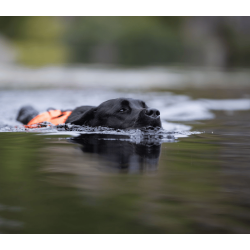 Non-stop dogwear Protector Neoprene Vest