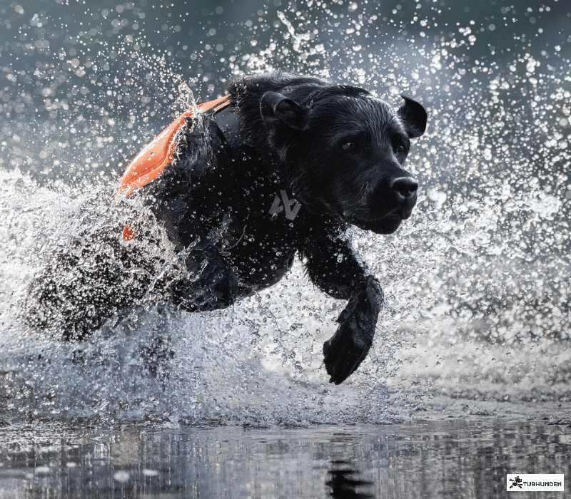 Non-stop dogwear Protector Neoprene Vest