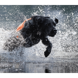 Non-stop dogwear Protector Neoprene Vest