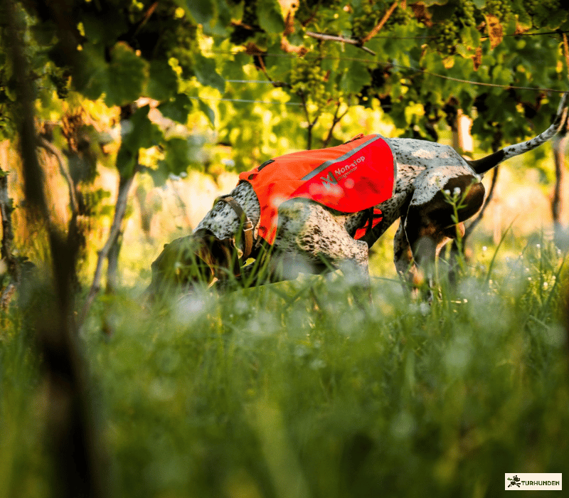 Non-stop dogwear Protector Vest 2.0