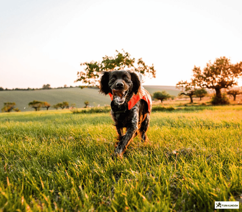 Non-stop dogwear Protector Vest 2.0