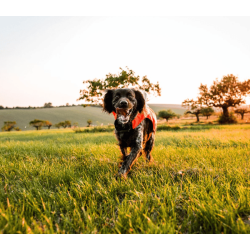 Non-stop dogwear Protector Vest 2.0