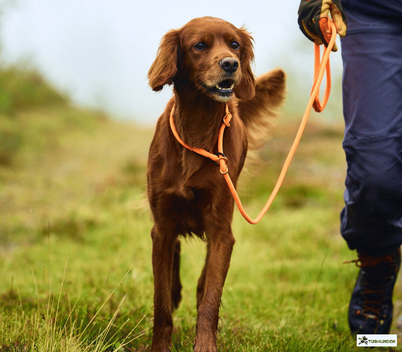 Non-stop dogwear Retriever Leash