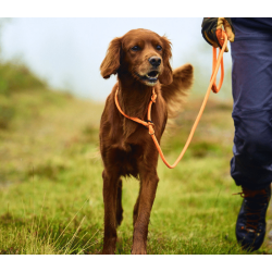 Non-stop dogwear Retriever Leash