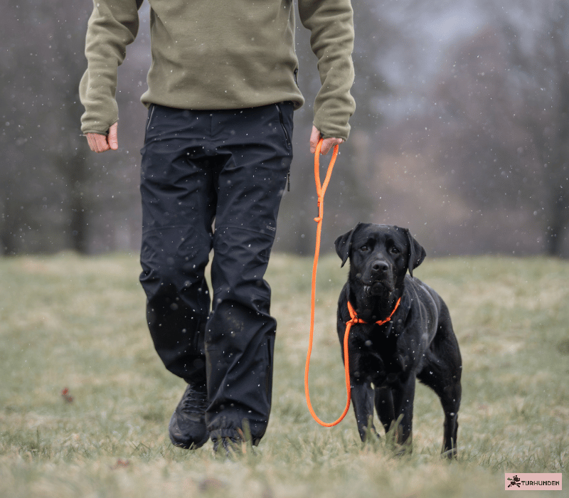 Non-stop dogwear Retriever Leash