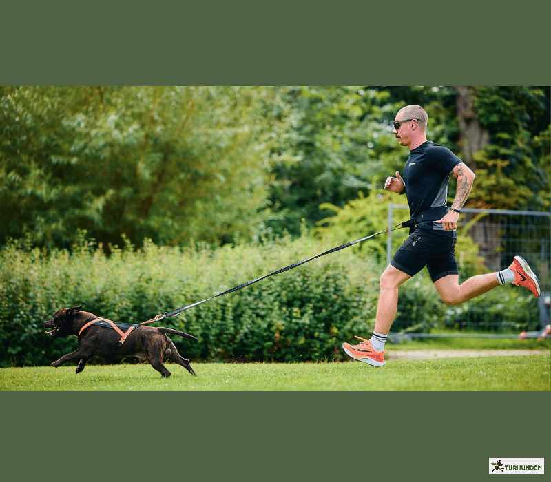 Non-stop dogwear Rush Harness