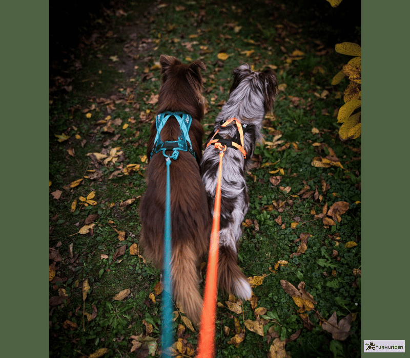 Non-stop dogwear Rush Harness