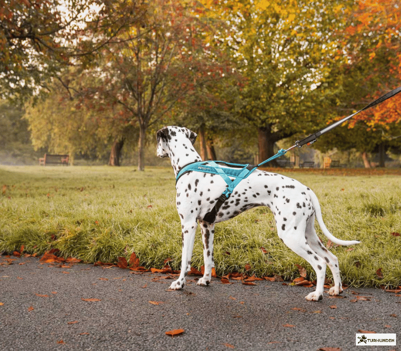 Non-stop dogwear Rush Harness