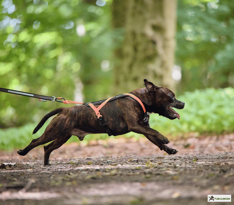 Non-stop dogwear Rush Harness